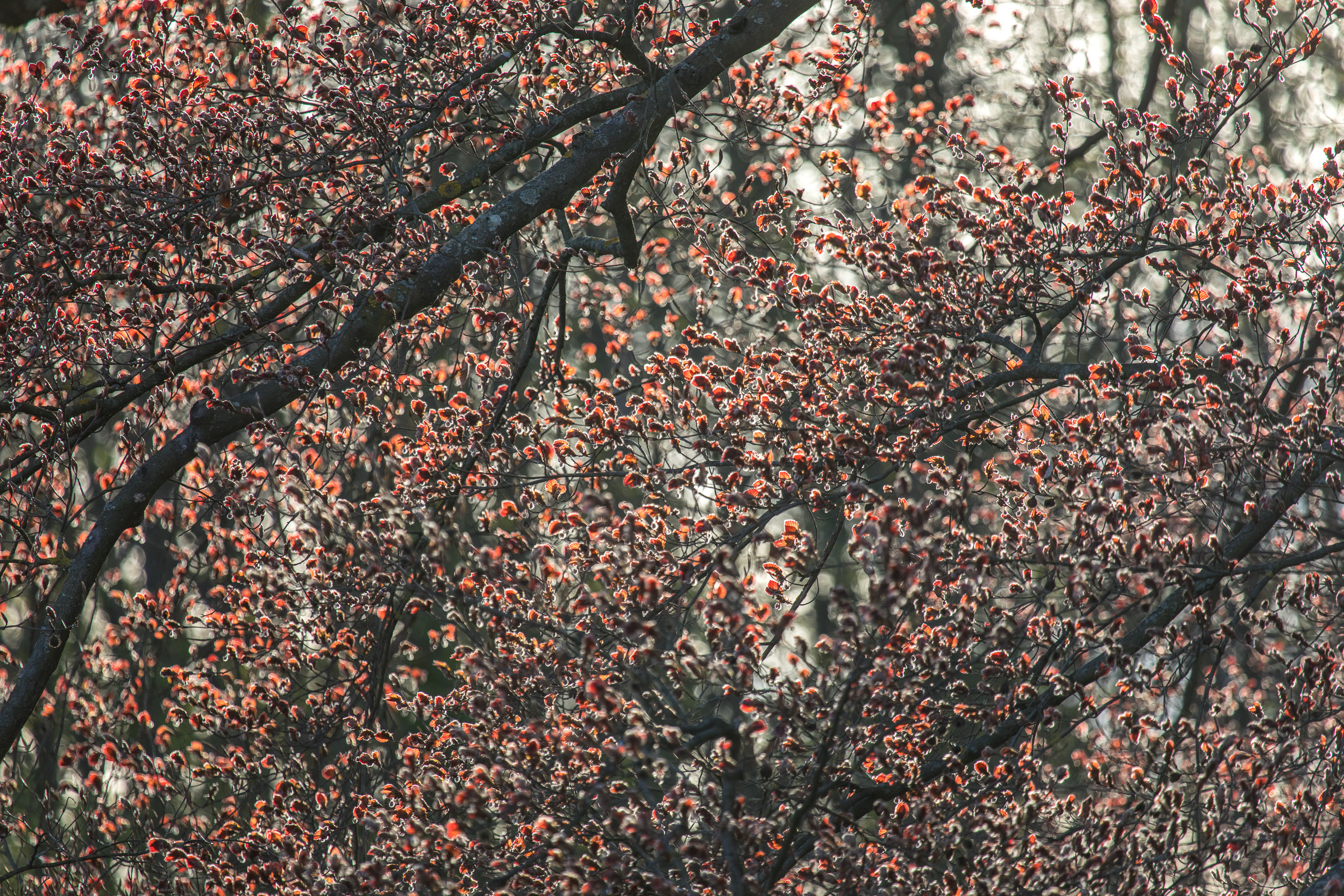 20180414185806 RD4 0650